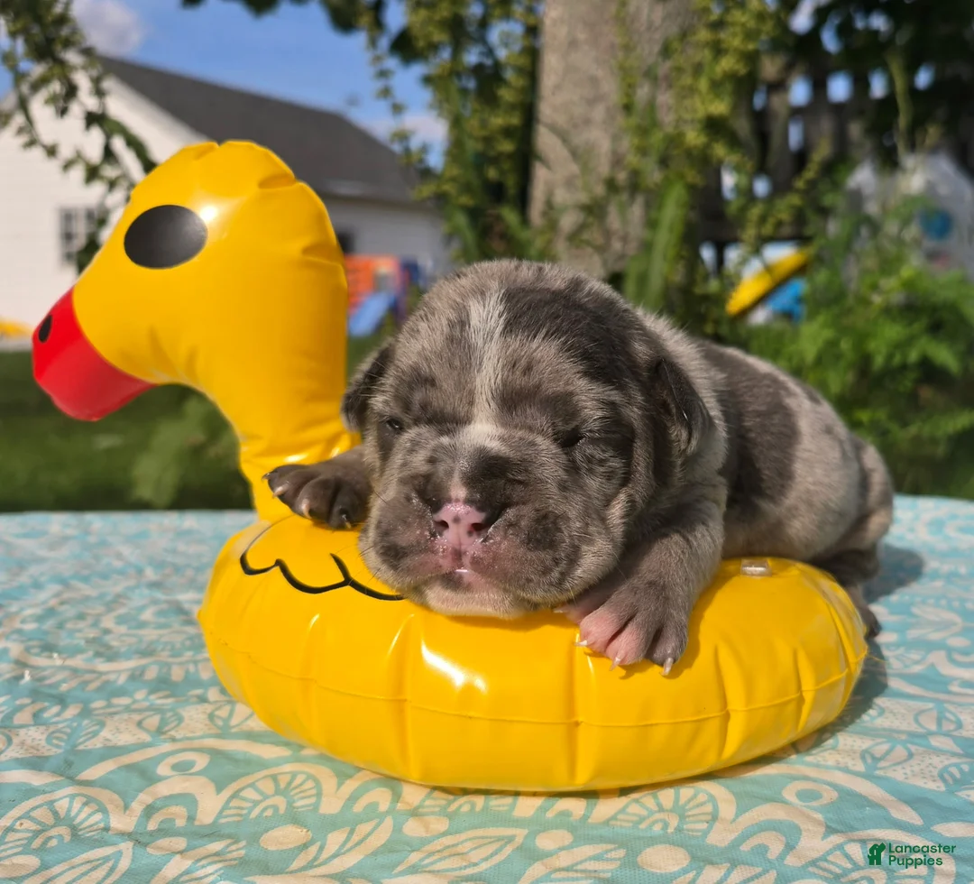 Olde English Bulldogge dogs for sale: Chase - Ad 2