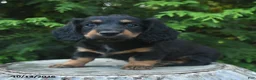 Miniature Dachshund dogs for sale: Fionna  - Ad 4