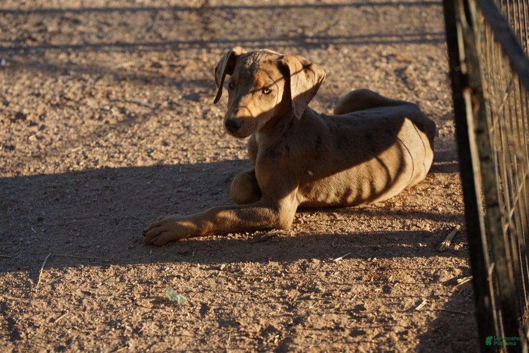 Mixed Breed dogs for sale: Lilac Fawn Merle F1 RT - Ad 3