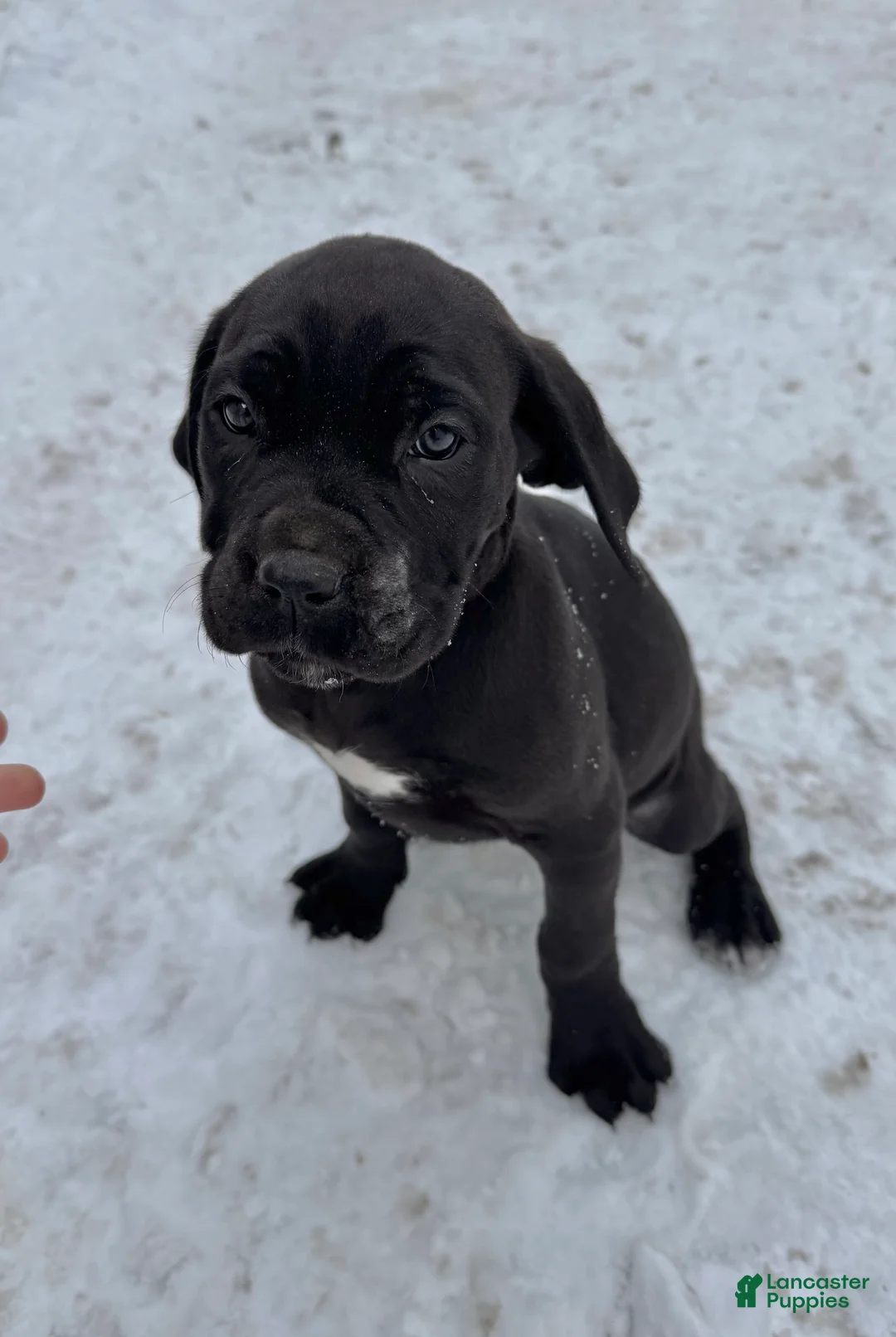 Cane Corso dogs for sale: Jade - Ad 1