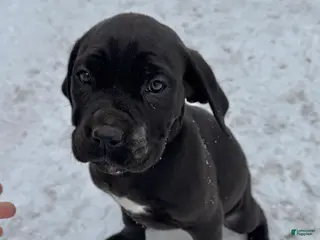 Cane Corso dogs Jade - Ad 42
