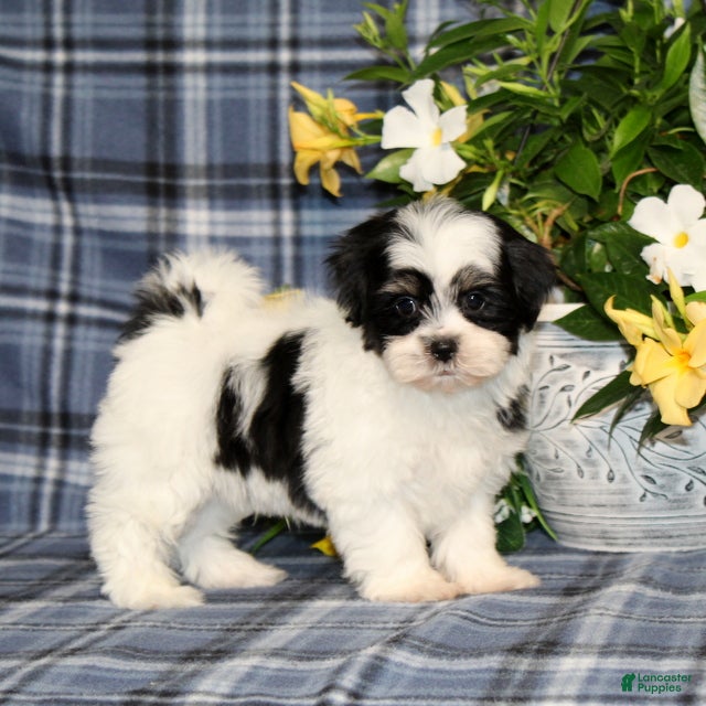 Teddy Bear dogs BJ's Robby - Ad 2