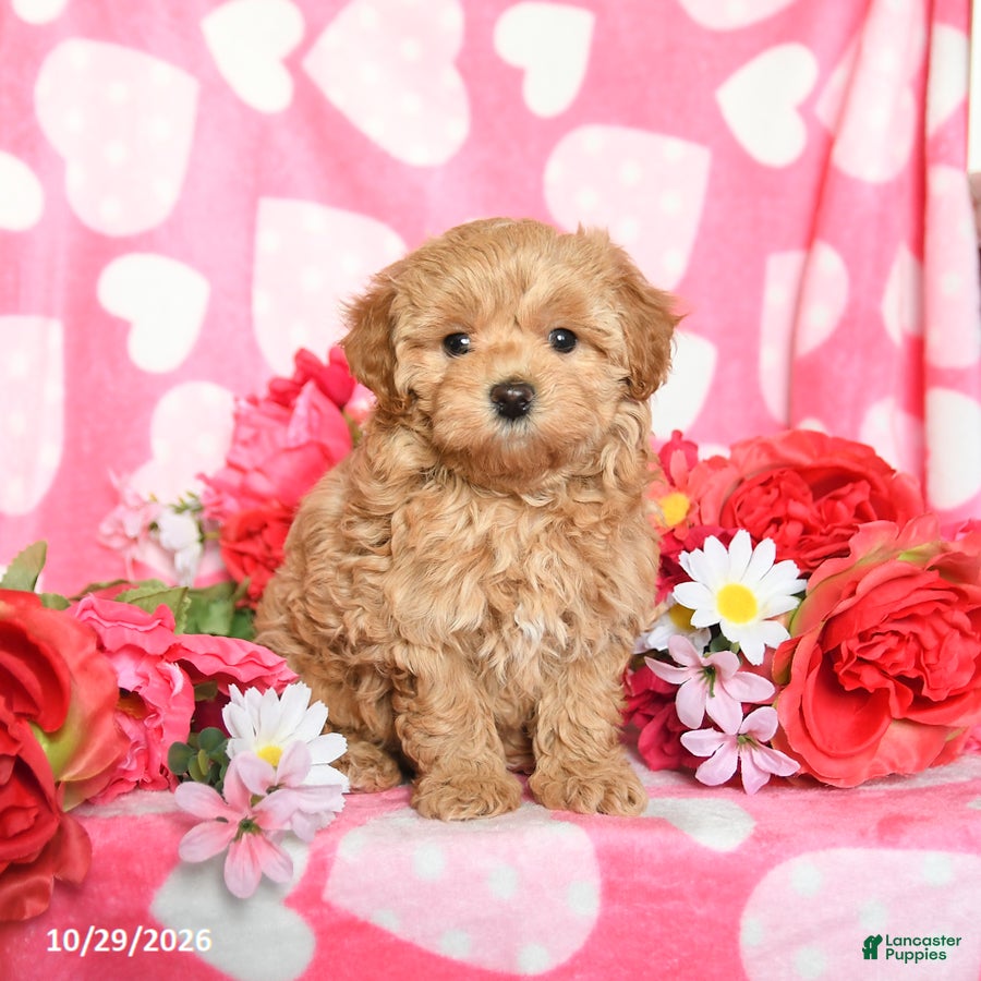 Maltipoo dogs for sale: Fluffy - Ad 2