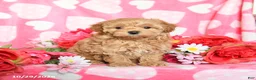 Maltipoo dogs for sale: Fluffy - Ad 2