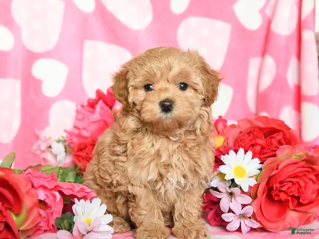 Maltipoo dogs for sale: Fluffy - Ad 2