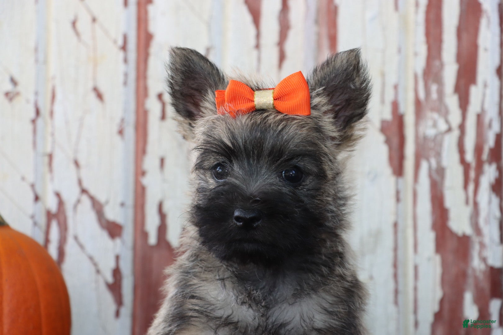 Cairn Terrier dogs Callie - Ad 2