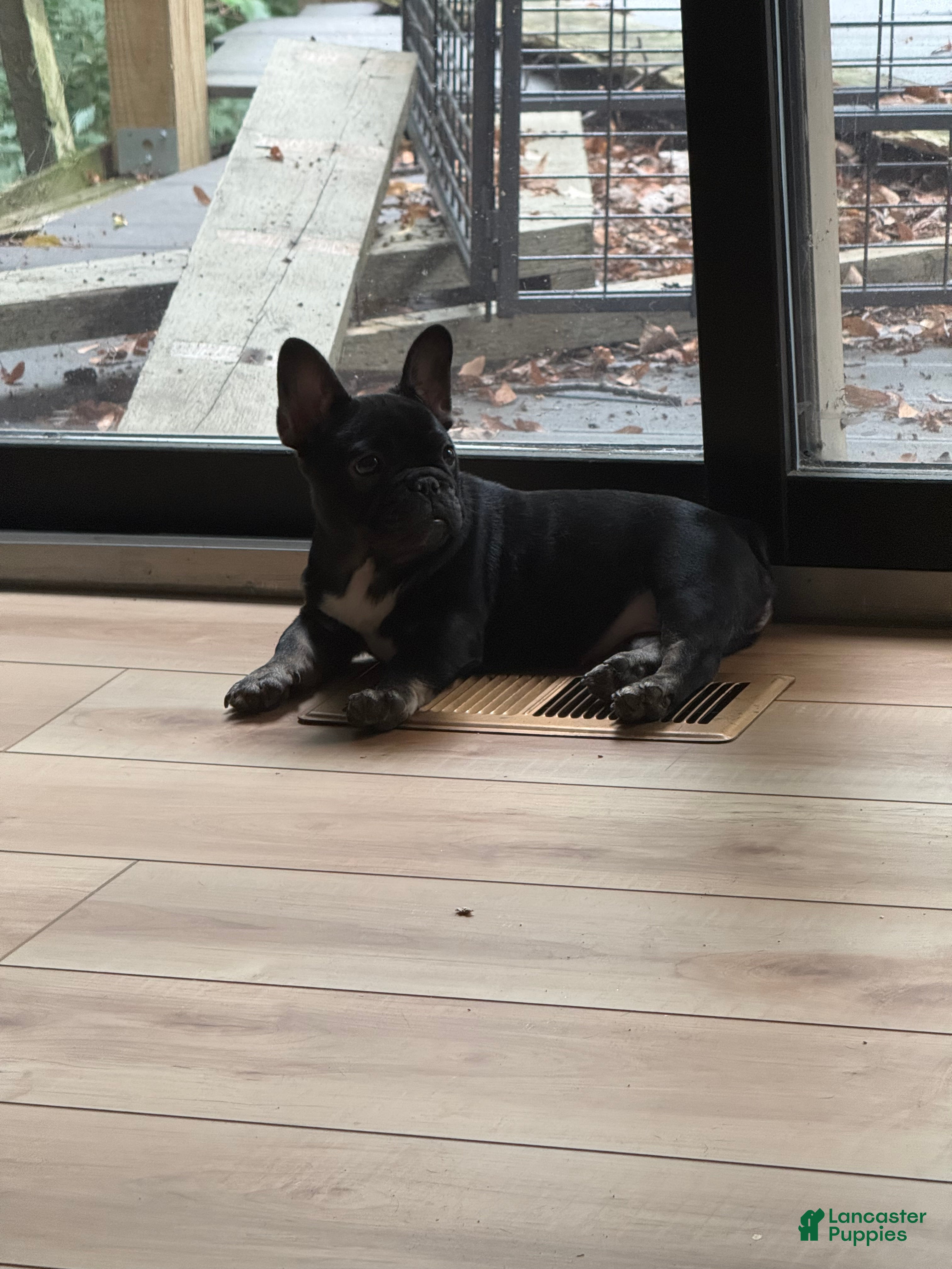 French Bulldog dogs Selene - Ad 1