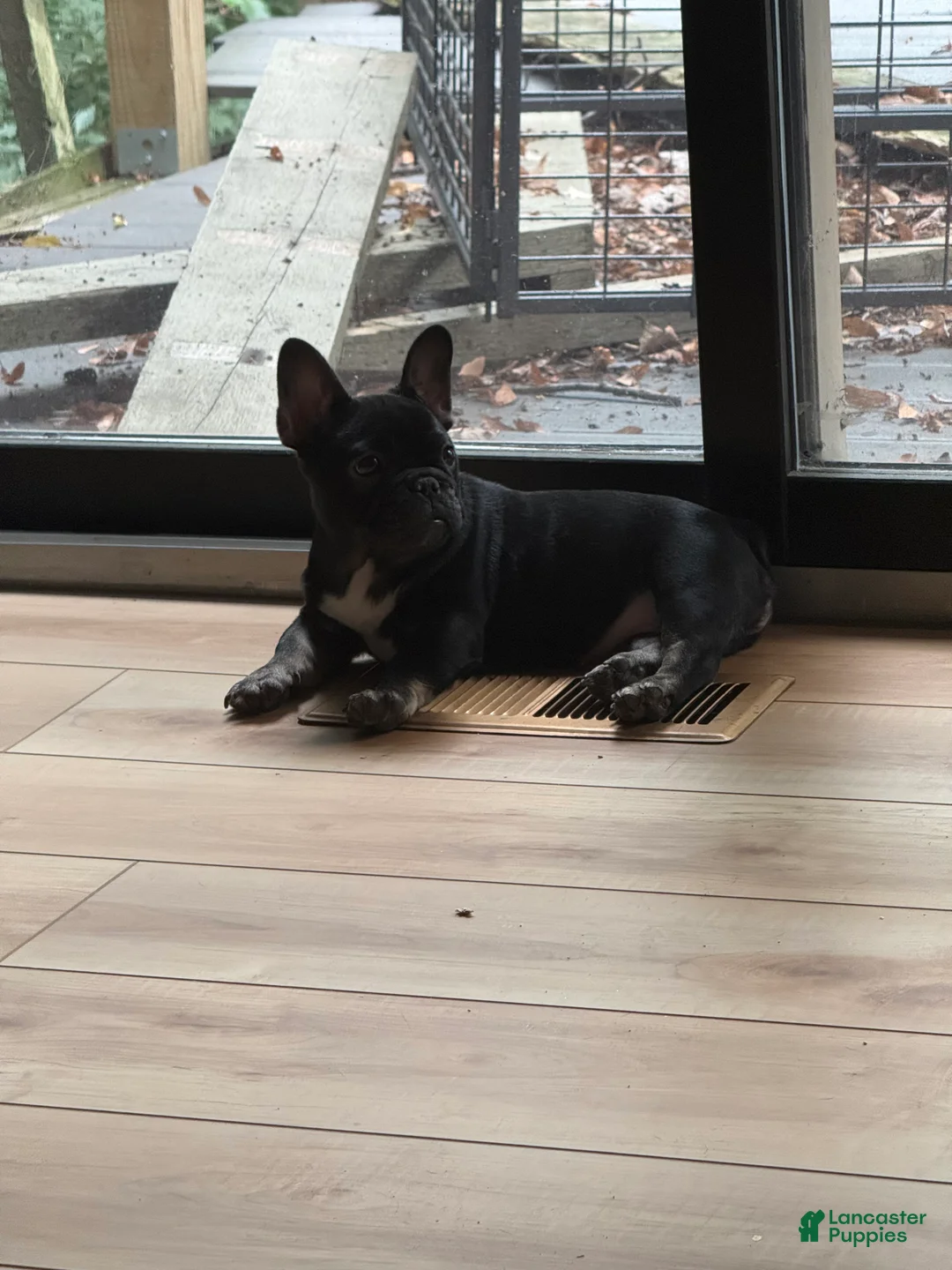 French Bulldog dogs for sale: Selene - Ad 1