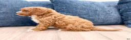 Cavapoo dogs for sale: Wyatt - Ad 3