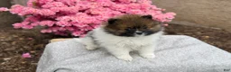 Pomeranian dogs for sale: Ranger - Ad 6