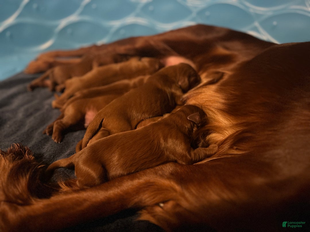 Irish Setter dogs for sale: Irish Setter Puppy 3 - Ad 1