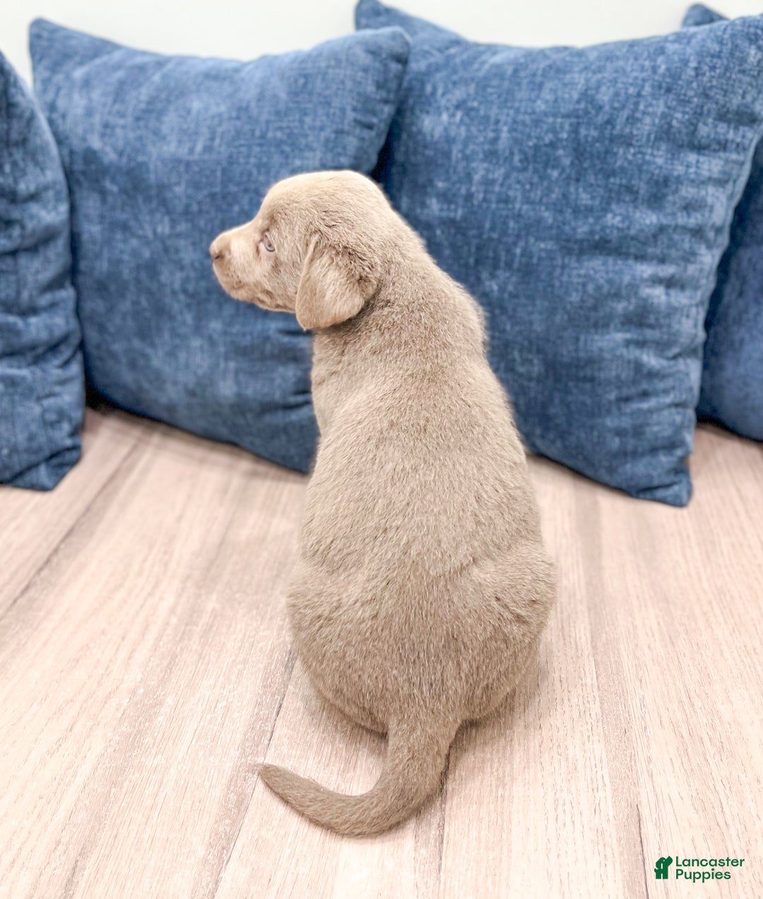 Labrador Retriever dogs for sale: Zane - Ad 5