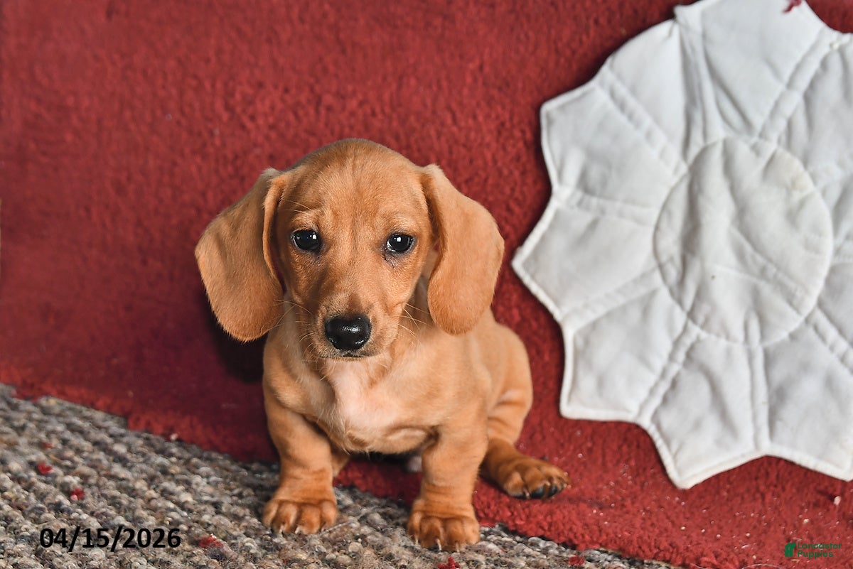 Miniature Dachshund dogs Frisky - Ad 1