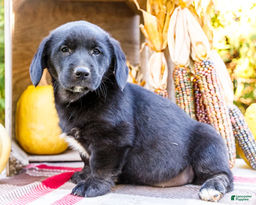 Mixed Breed dogs for sale: Remi Golden Corgi - Ad 1