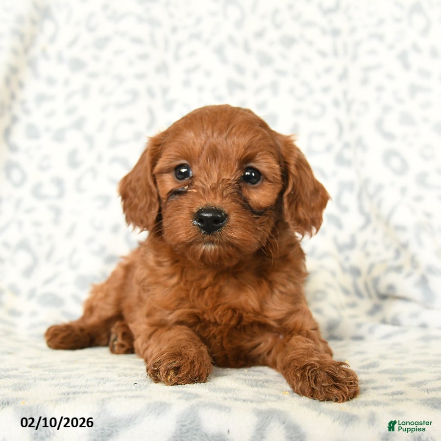 Miniature Poodle dogs Lilly - Ad 36