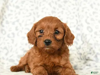 Miniature Poodle dogs Lilly - Ad 9