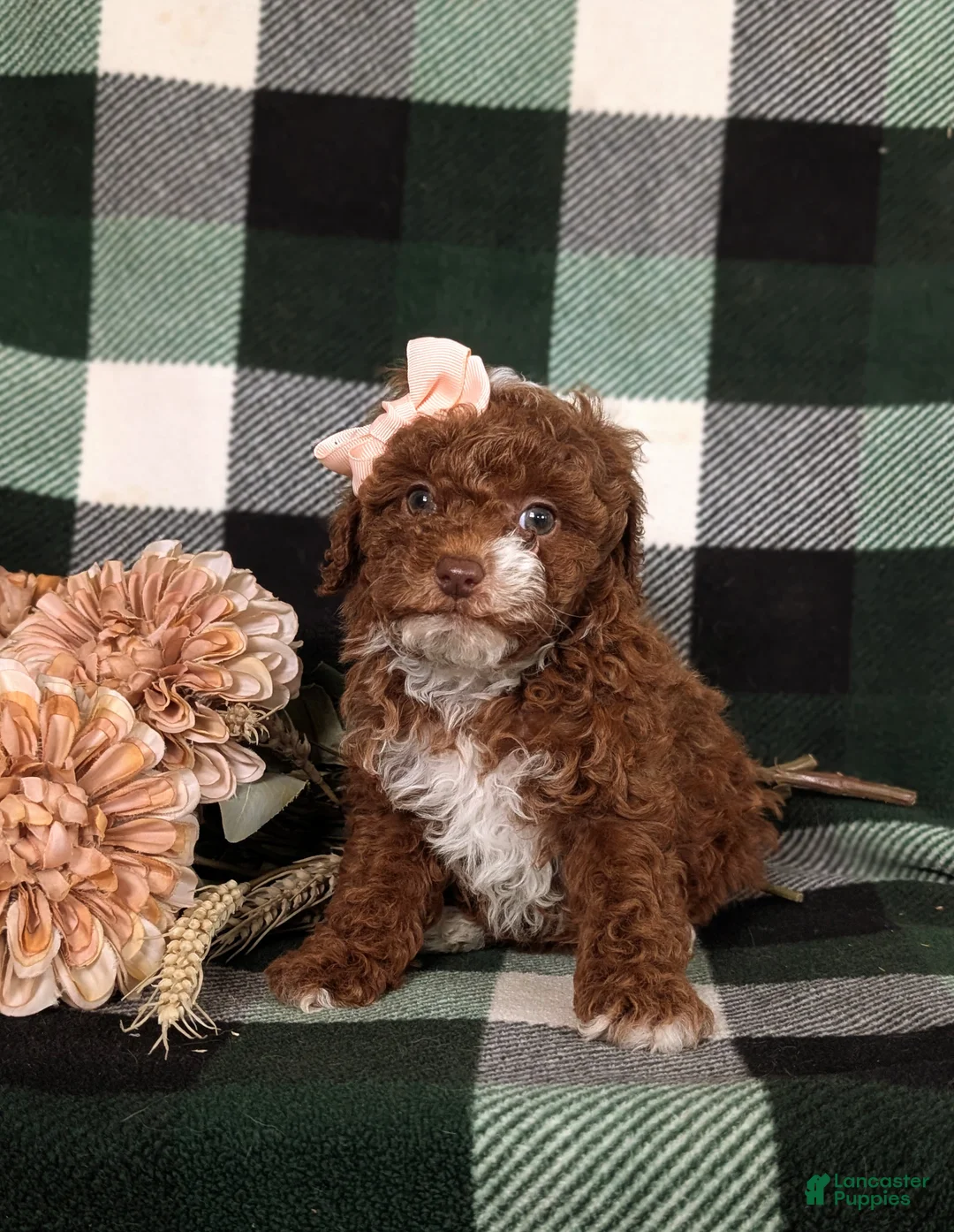 Mixed Breed dogs for sale: Helene 10 lbs Full Grown - Ad 2