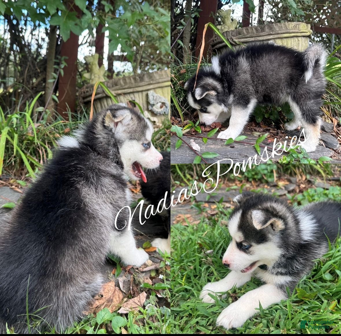 Pomsky dogs Pomsky 5 BOY - Ad 2