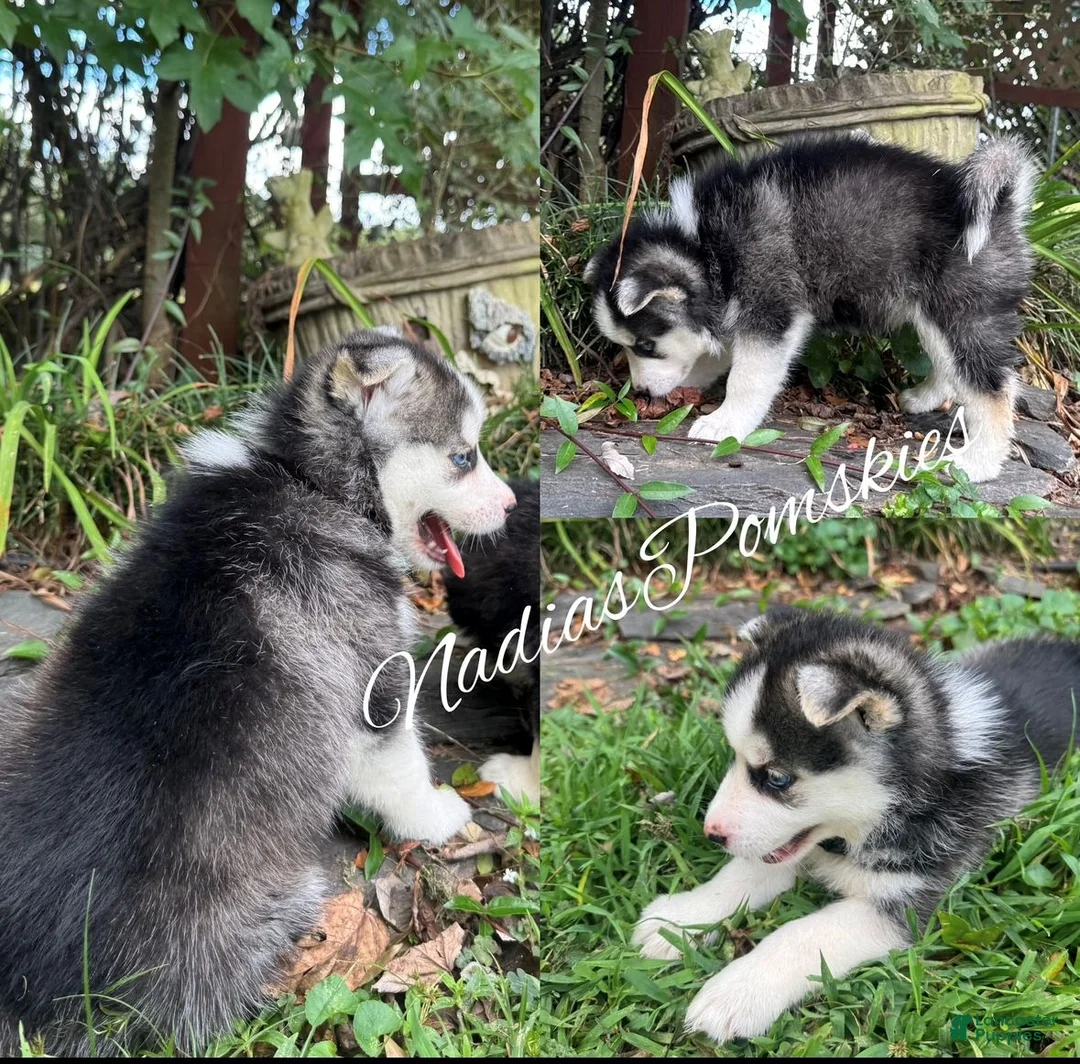 Pomsky dogs for sale: Pomsky GIRL with double blue eyes - Ad 1