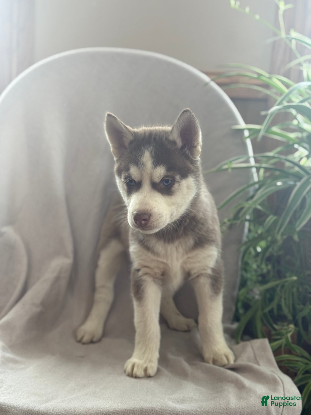 Siberian Husky dogs for sale: Leo - Ad 2