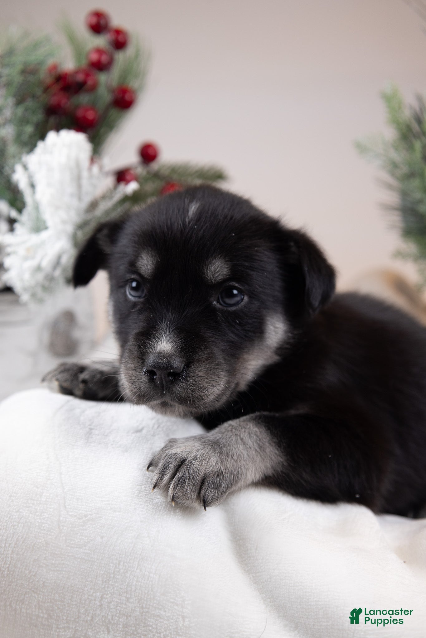 Goberian dogs Holly - Ad 18