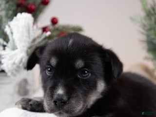 Goberian dogs Holly - Ad 19