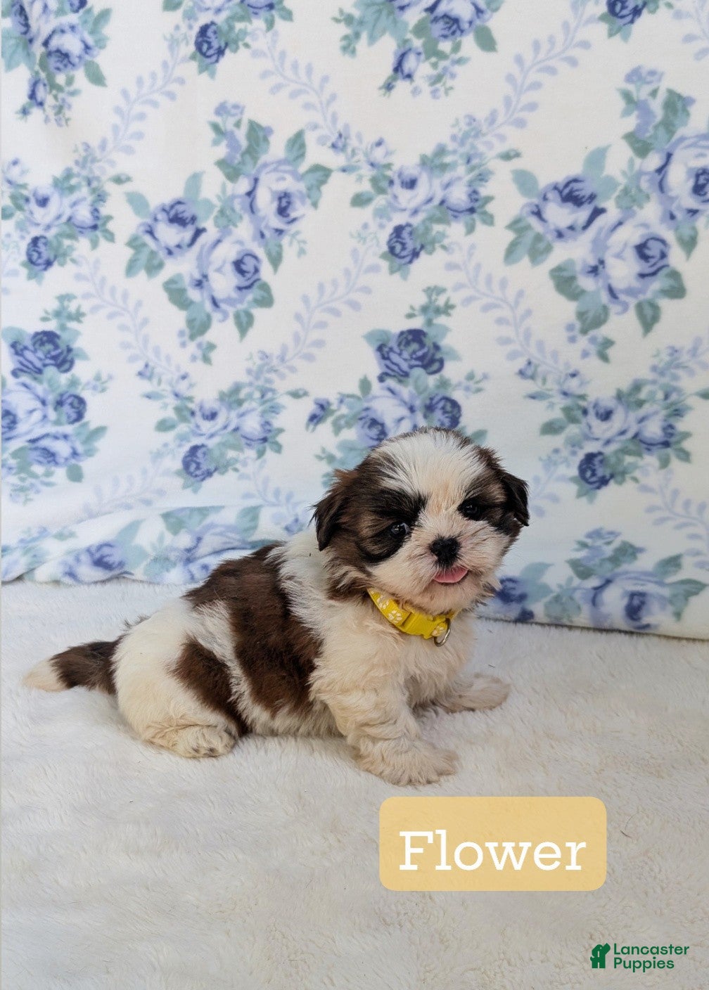 Shih Tzu dogs Flower  - Ad 1