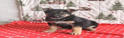 German Shepherd dogs for sale: Chief - Ad 3