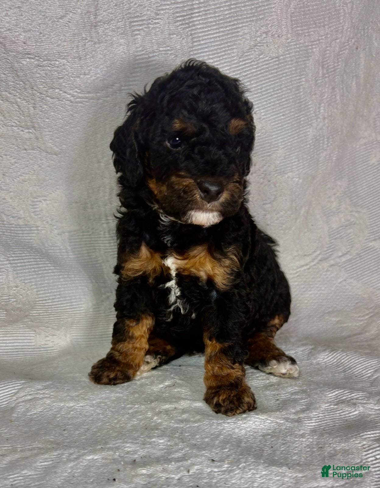 Miniature Poodle dogs Mona - Ad 1