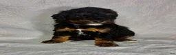 Miniature Poodle dogs for sale: Mona - Ad 1