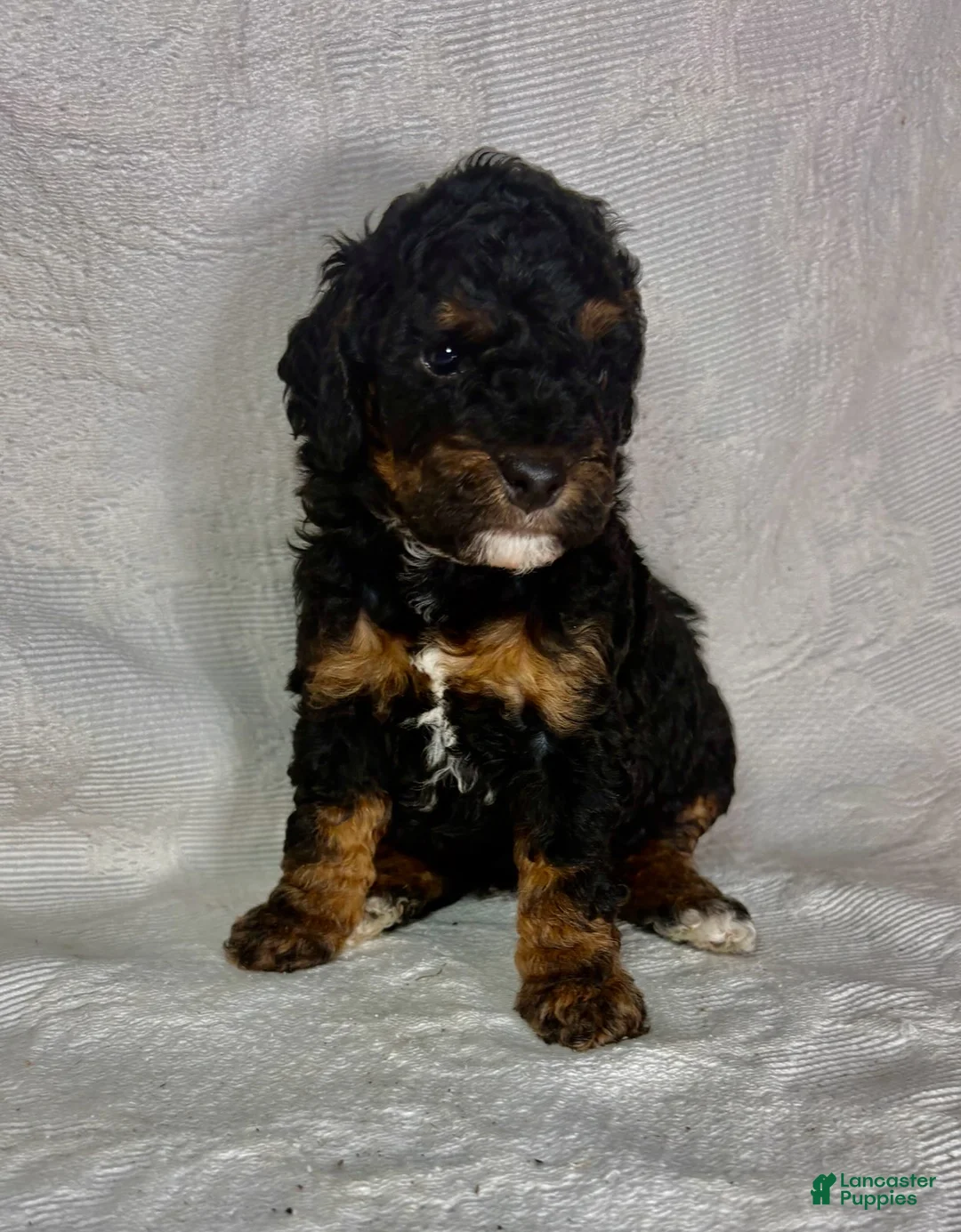 Miniature Poodle dogs for sale: Mona - Ad 1