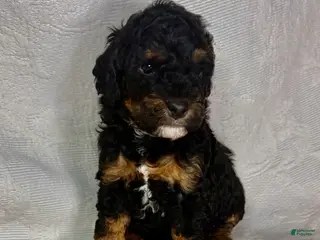 Miniature Poodle dogs for sale: Mona - Ad 1