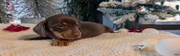 Miniature Dachshund dogs for sale: Finn - Ad 7
