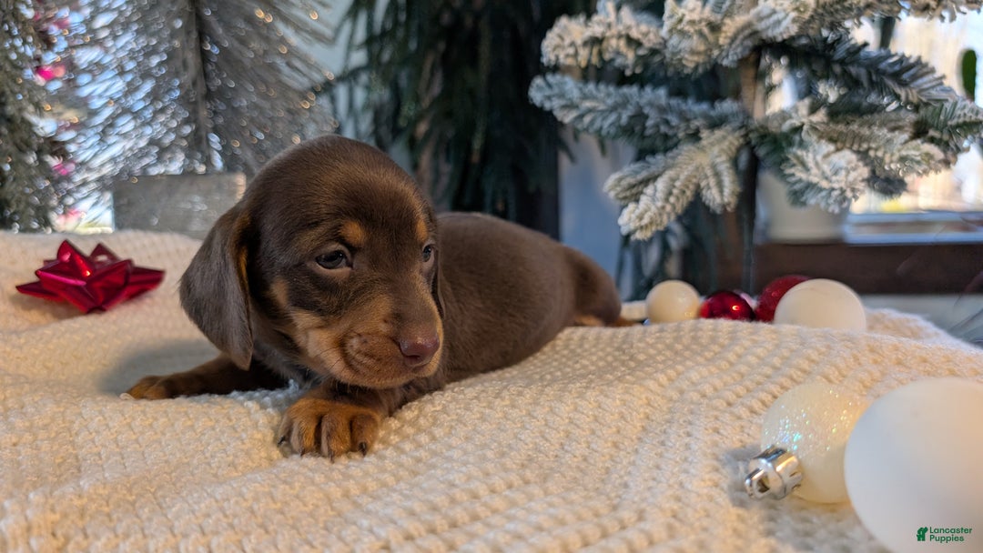 Miniature Dachshund dogs for sale: Finn - Ad 7