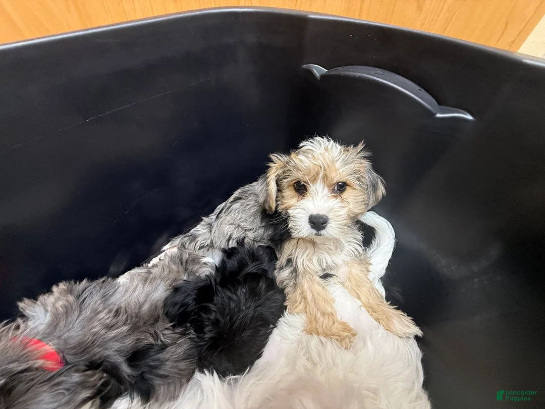 Yochon dogs for sale: Lush - Ad 2