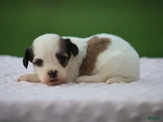 Mixed Breed dogs Kaydence - Ad 1