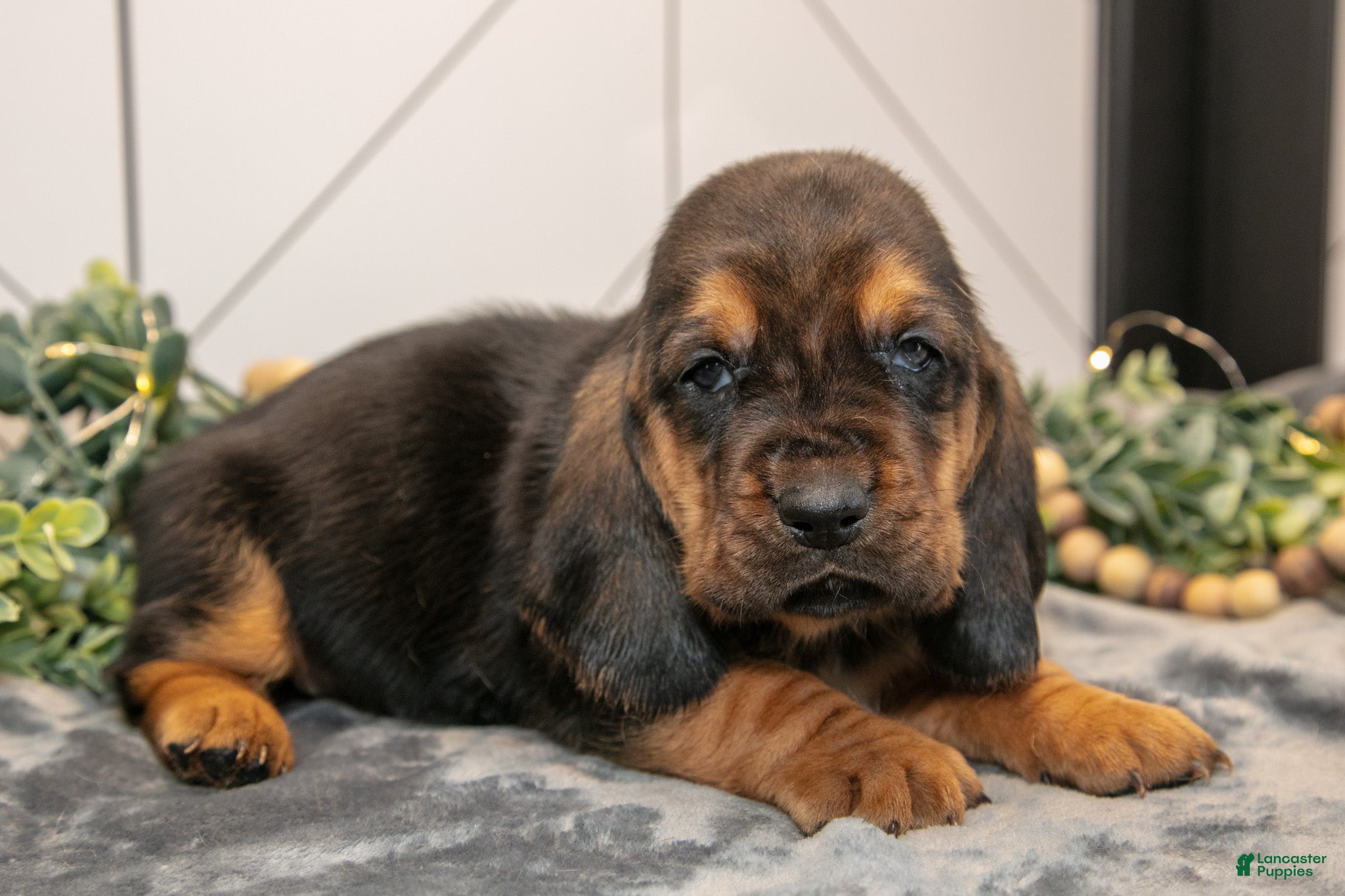 Basset Hound dogs Droopy - Ad 1