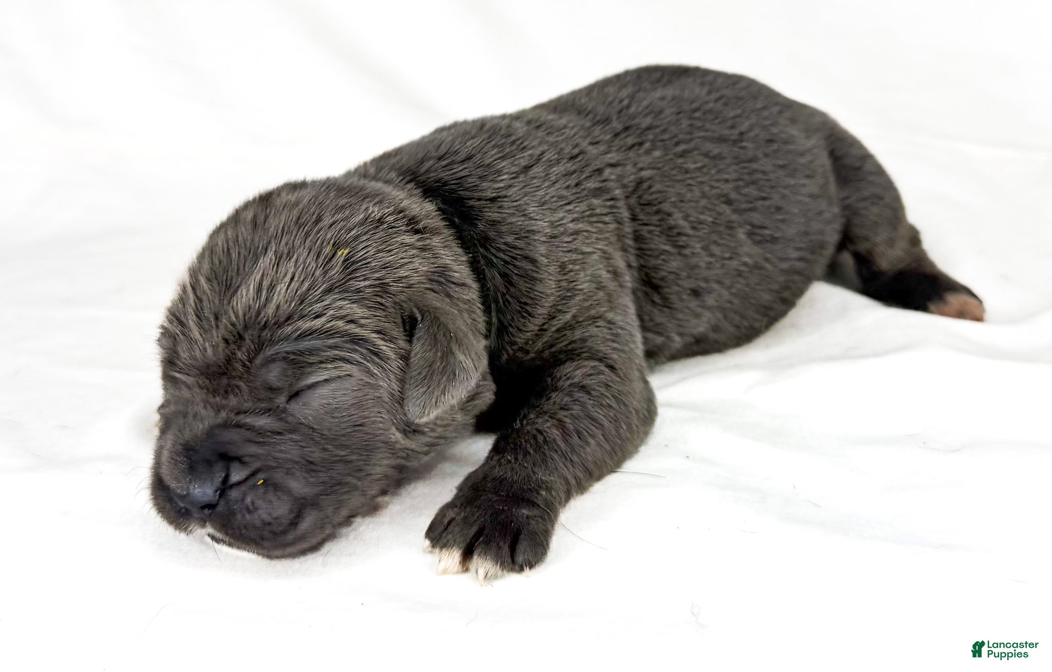 Cane Corso dogs for sale: Cane Corso Puppy 7 - Ad 1
