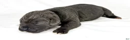 Cane Corso dogs for sale: Cane Corso Puppy 7 - Ad 1