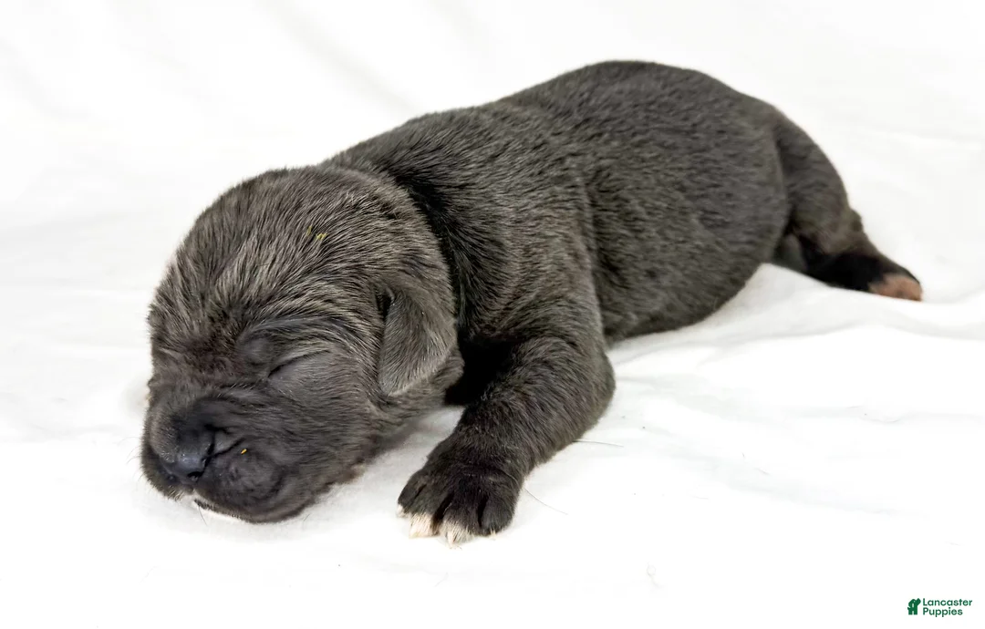 Cane Corso dogs for sale: Cane Corso Puppy 7 - Ad 1