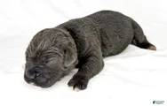 Cane Corso Puppy 7