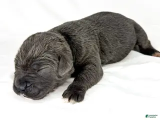 Cane Corso dogs for sale: Cane Corso Puppy 7 - Ad 1