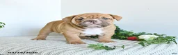 English Bulldog dogs for sale: Tilly - Ad 1