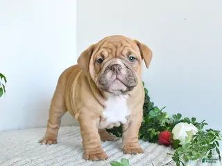 English Bulldog dogs for sale: Tilly - Ad 1