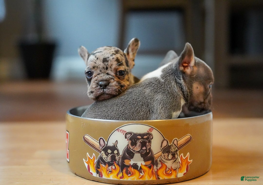 French Bulldog dogs for sale: French Bulldog Puppy  - Ad 16