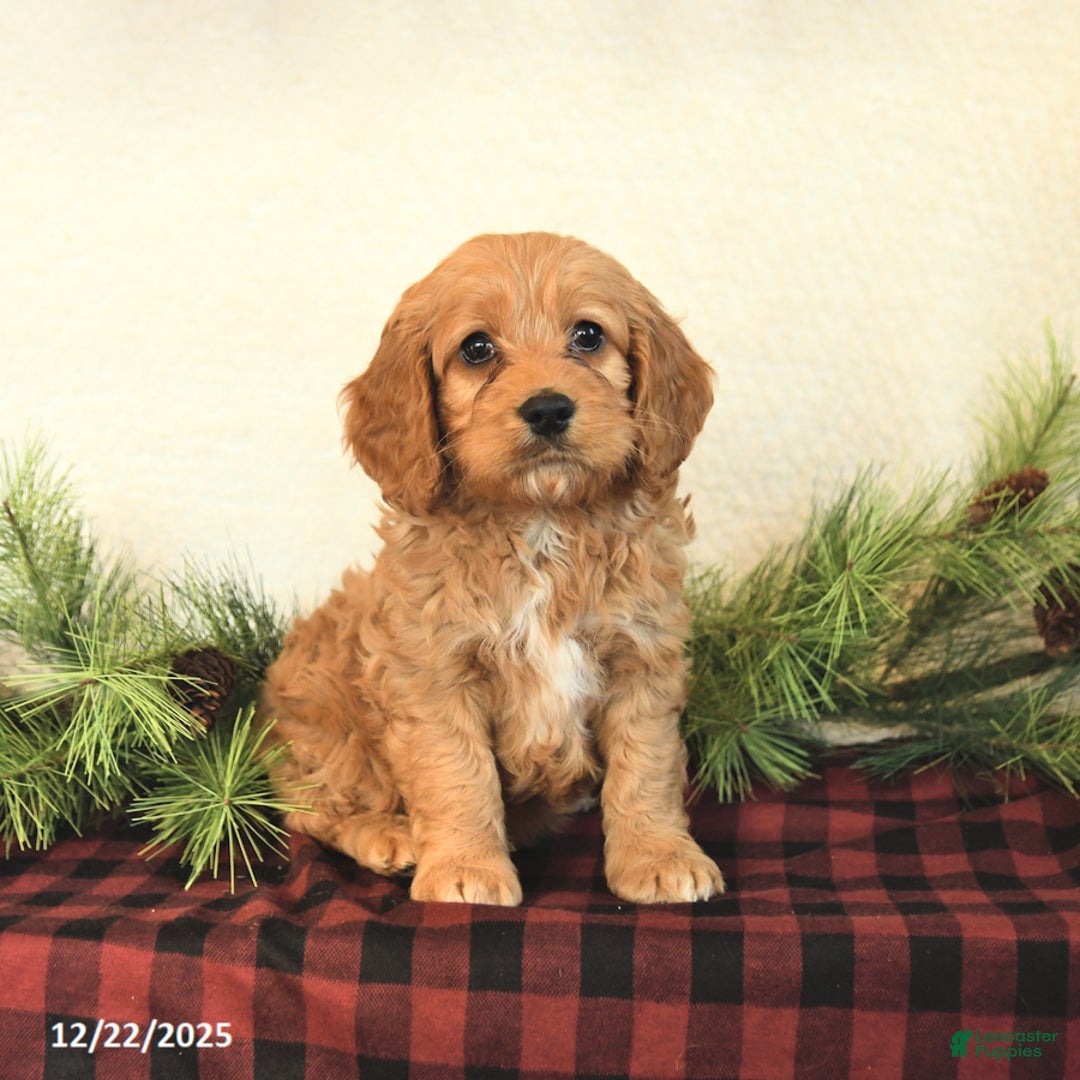 Cockapoo dogs for sale: Teddy - Ad 1