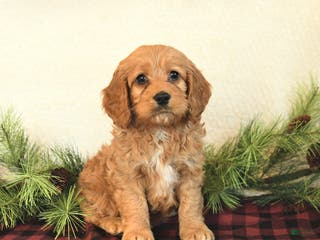 Cockapoo dogs Teddy - Ad 36