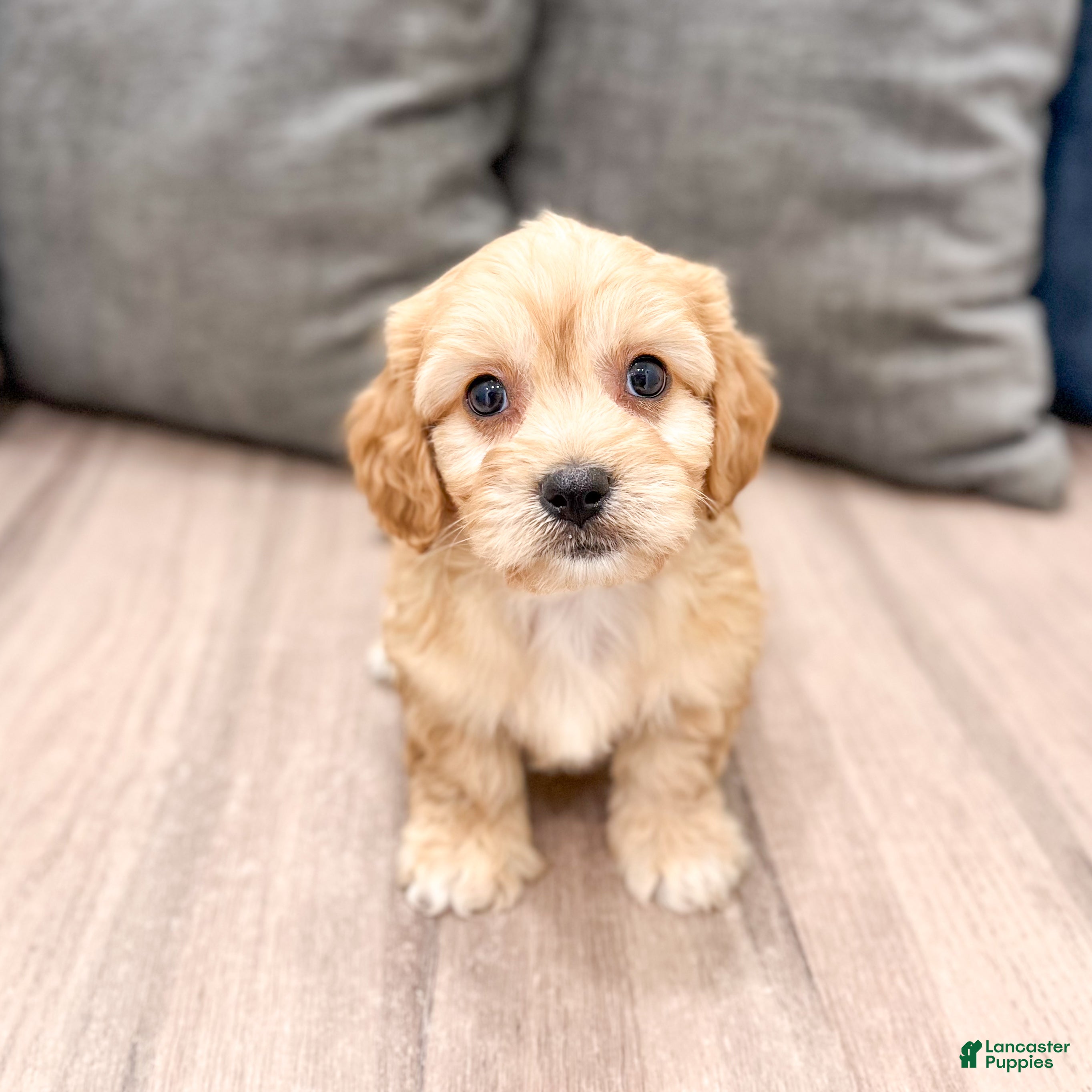 Cavachon dogs Joey - Ad 1