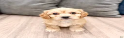 Cavachon dogs for sale: Joey - Ad 1