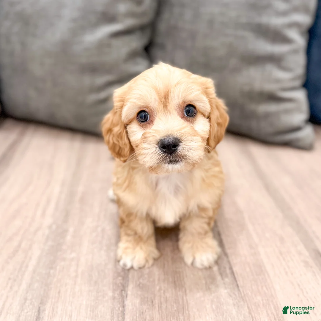 Cavachon dogs for sale: Joey - Ad 1